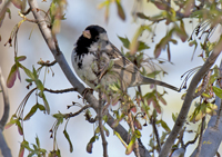 Harris Sparrow